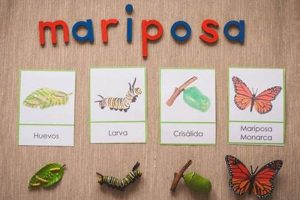 The Montessori Butterfly: A Child's Metamorphosis What Is Montessori? A Complete Guide to the Montessori Education Method The Montessori Butterfly: A Child's Metamorphosis | What Is Montessori? A Complete Guide to the Montessori Education Method