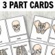 Best Montessori Skeleton for Kids & Schools | What Is Montessori? A Complete Guide to the Montessori Education Method