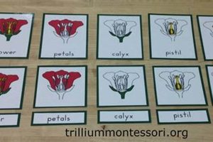Montessori Parts Of The Flower What Is Montessori? A Complete Guide to the Montessori Education Method Montessori Parts Of The Flower | What Is Montessori? A Complete Guide to the Montessori Education Method